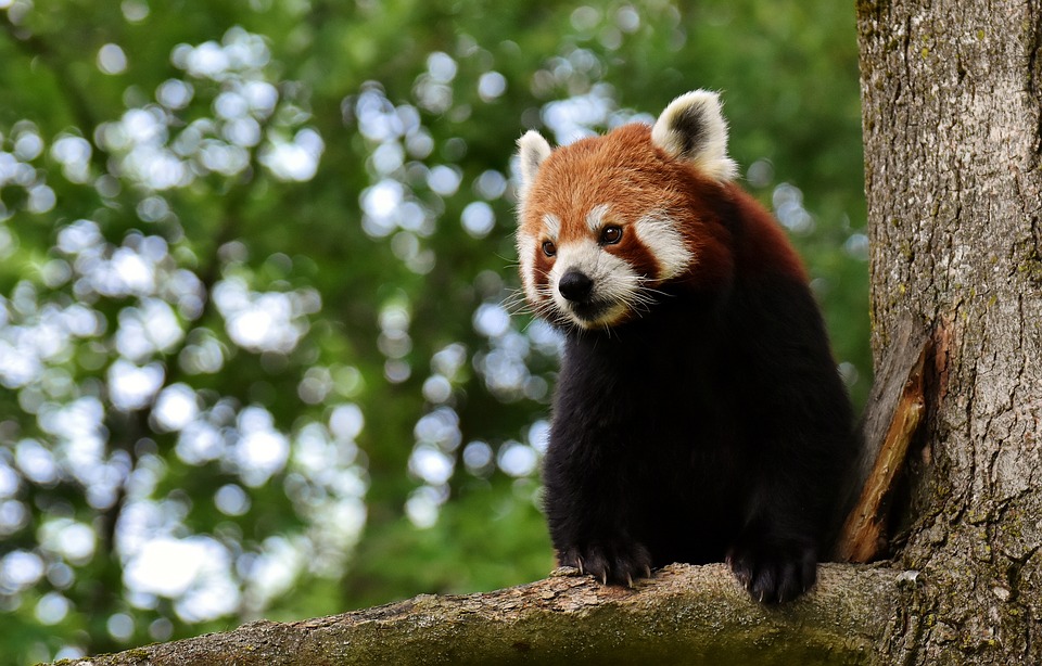 Le panda en tant qu’animal en danger - Panda junior
